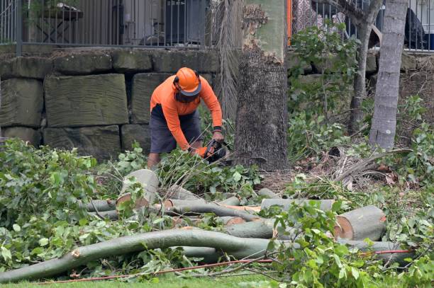 The Steps Involved in Our Tree Care Process in Sudden Valley, WA